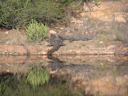 Crocodile Sighting at Ranthambore
