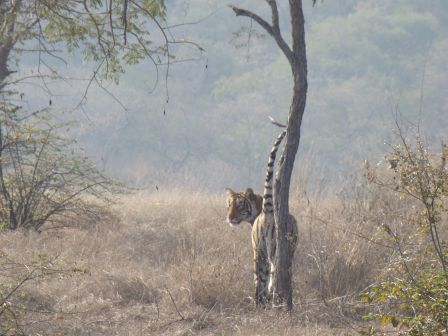 A Lithe Tiger at Ranthambore