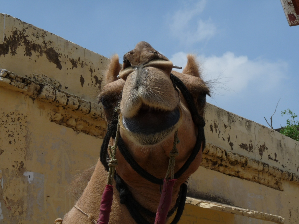 Shekhawati - The Land of Camels