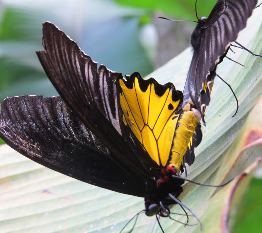 Balinese butterfly