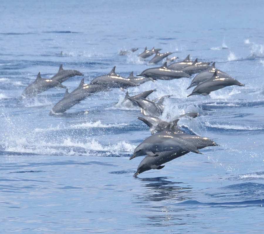 Delfine in Sri Lanka