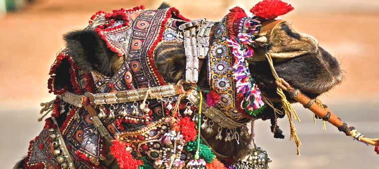 Decorated _Camel_Pushkar_Fair