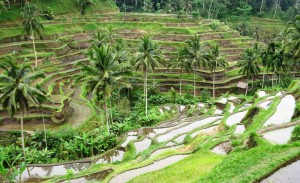 Rizières en terrasse de Tegalalang