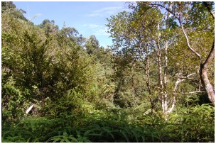 sinharaja forest in sri lanka