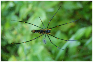 spider in sinharaja forest
