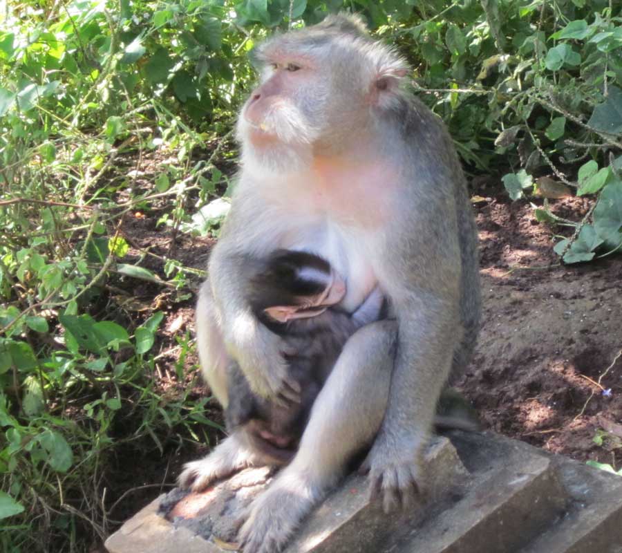 Les singes à Bali