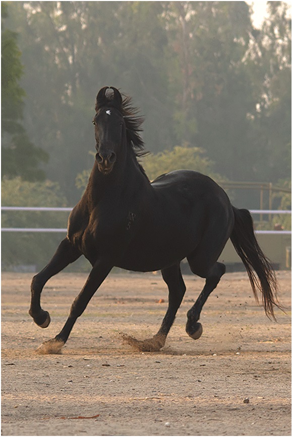 cheval Gujarat