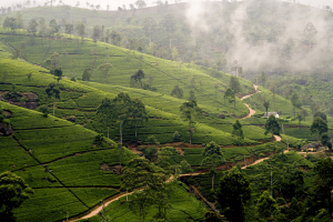 Sri lanka tea plantations