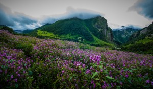 Valley of Flowers in India