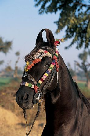 Le cheval Marwari