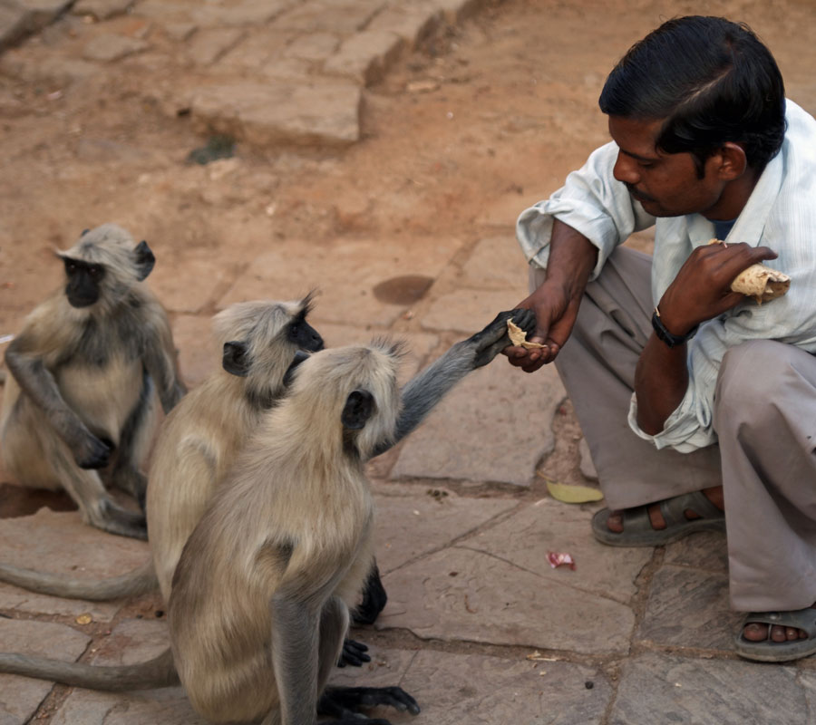 monkeys in india
