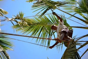 Toddy tapper au Sri Lanka