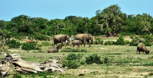 Familia de elefantes 