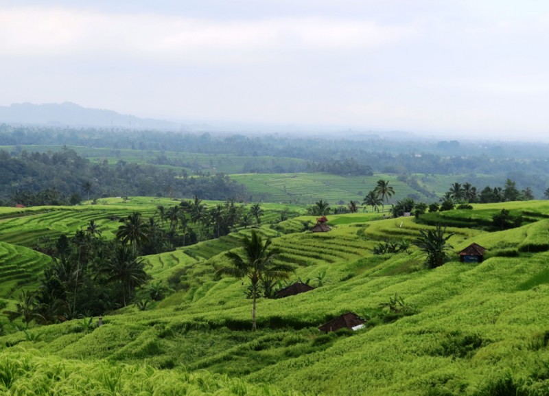 Les rizières de Jatiluwih