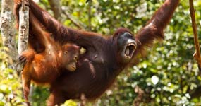 Orangutans of Borneo