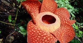 Rafflesia, The Corpse Flower