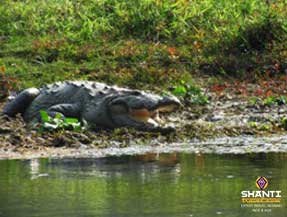 Crocodile spotting in the Chitwan