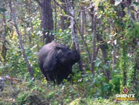 The one horned rhino in the Royal Chitwan Park