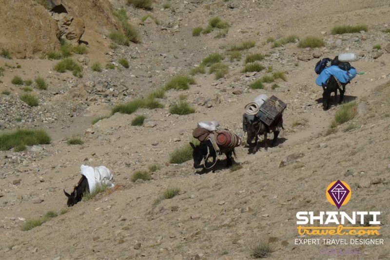 trek-ladakh-caravane
