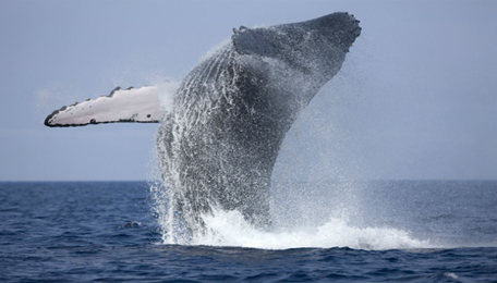 whale watching mirissa