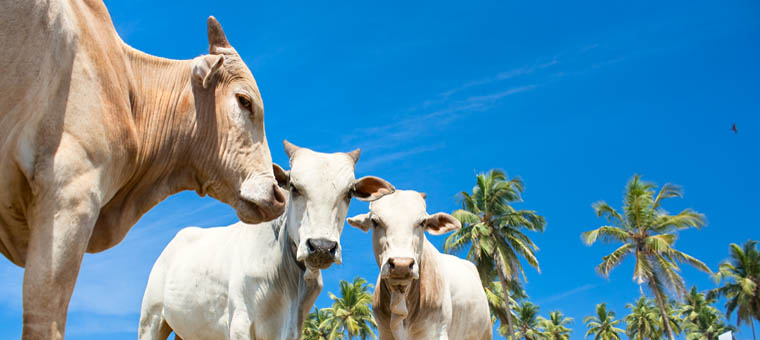 Cows on a Tropical Goa Beach