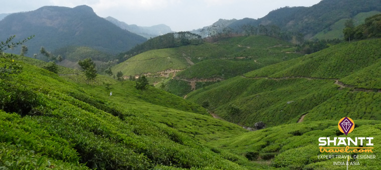 Plantation de thé à Munnar