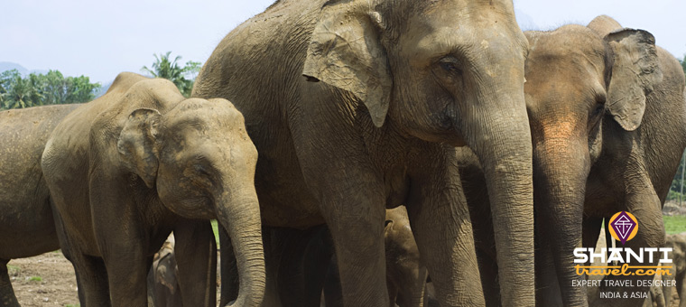 Troupeau d'éléphants au Sri Lanka