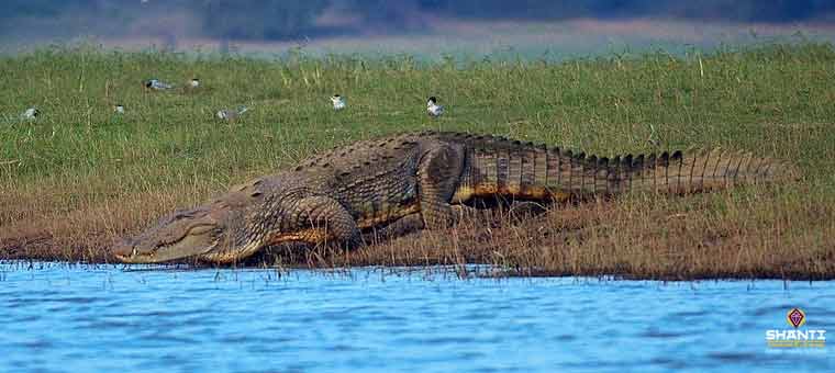 Mugger Crocodiles