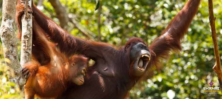 Orangutans in Sumatra