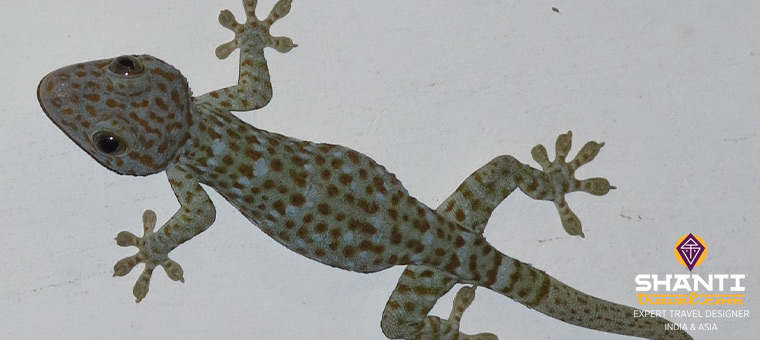 Gecko Indonésie