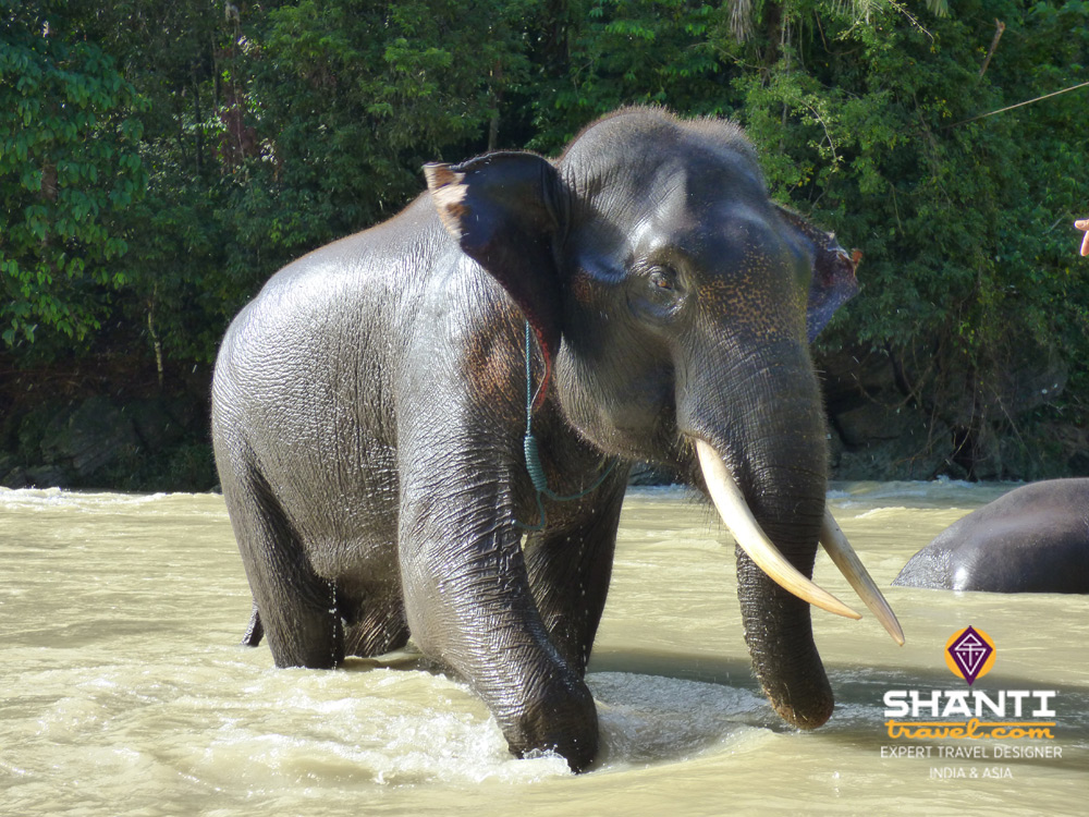 Bain avec un éléphant Tangkahan Sumatra