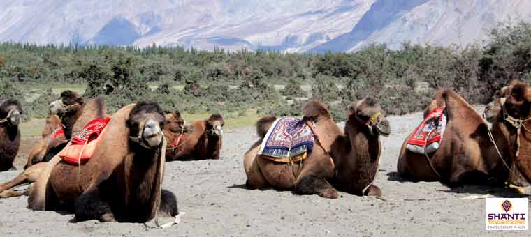 Double Humped Camels in Nubra