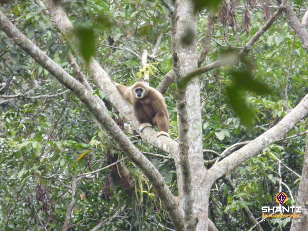 Gibbons Leuser Sumatra