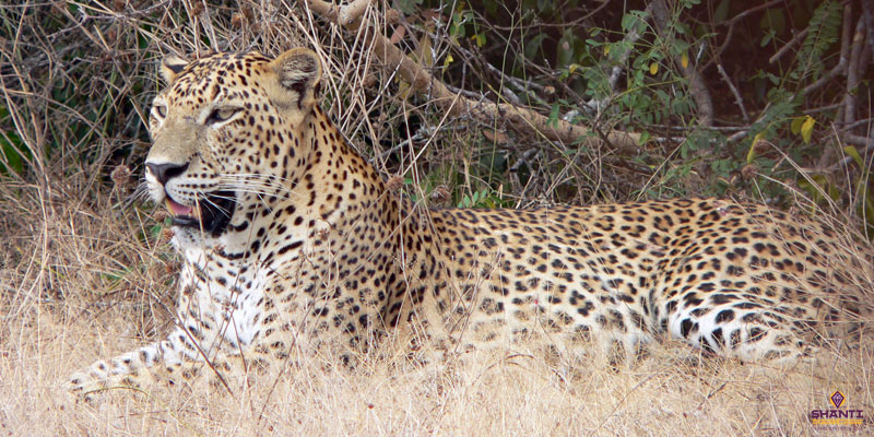 Leopard Spotting in Yala