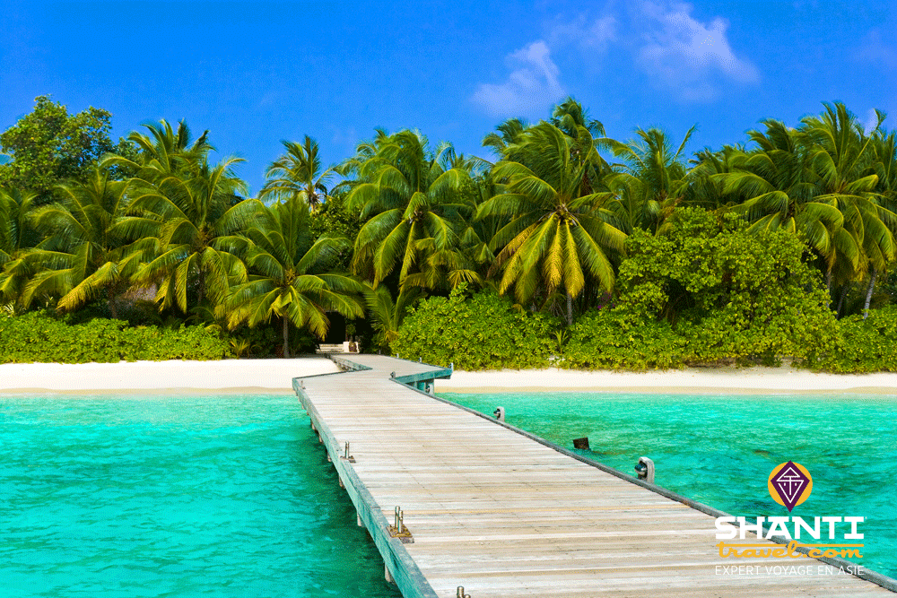 Maldives jungle et plage