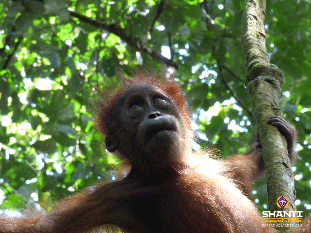 Orangs Outans Leuser Sumatra 