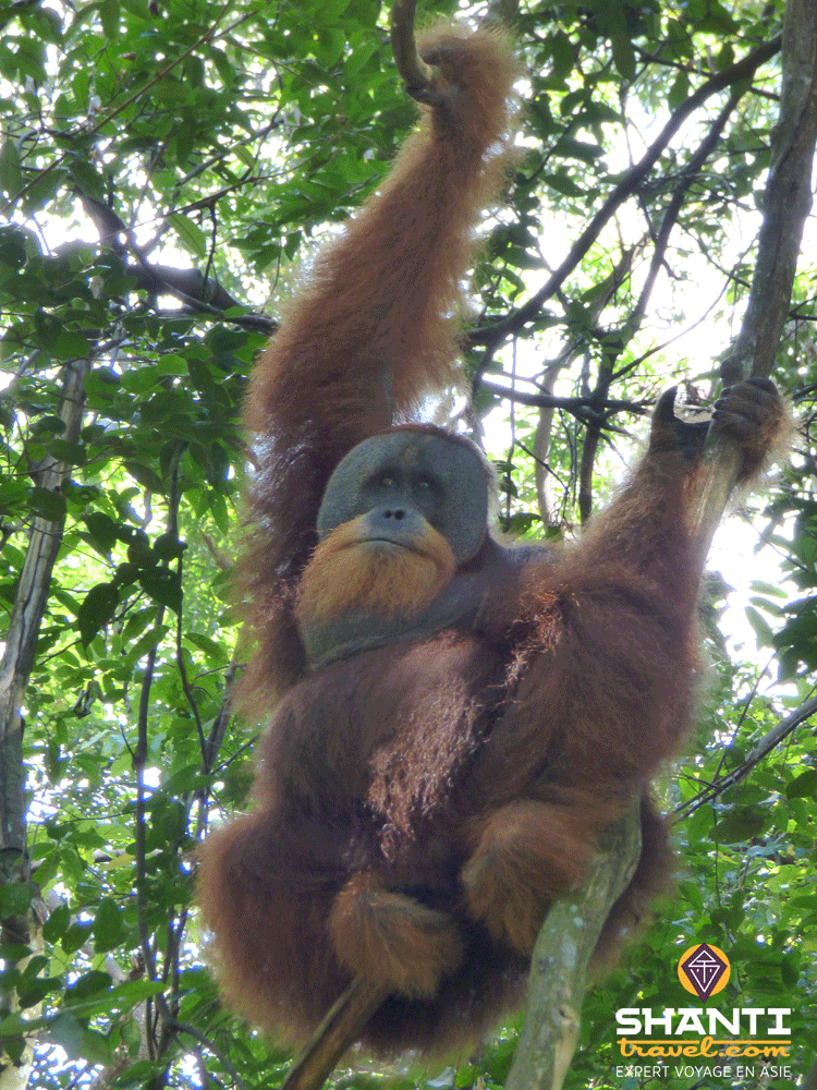 Orangs Outans Leuser Sumatra
