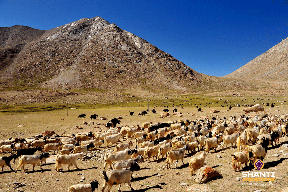 Ladakh Leh-road Large flock of sheep and goats blocking a mountain road