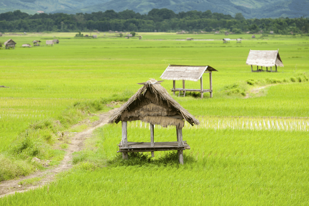 Paddy-in-Luang