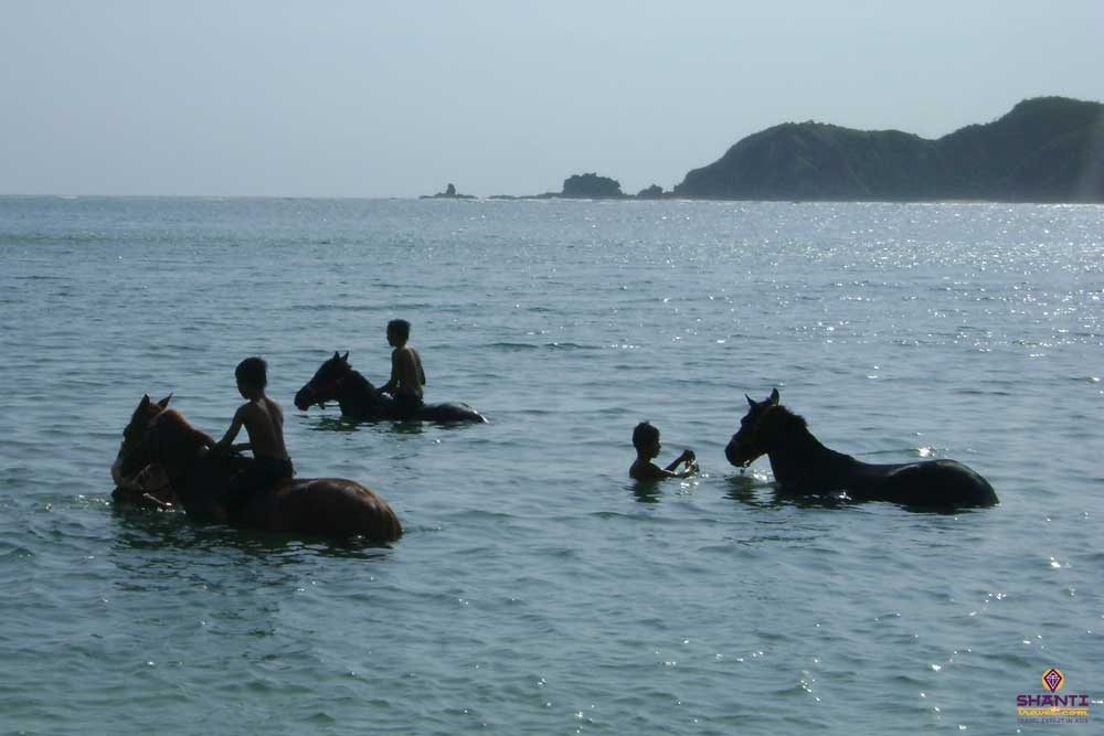Bathing of Horses