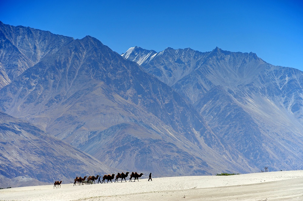 Ladakh Nubra Valley Camel Dune