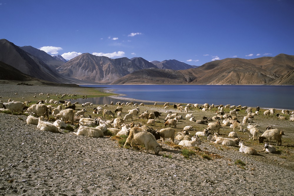 Ladakh Rupshu Lac Troupeau Chèvres