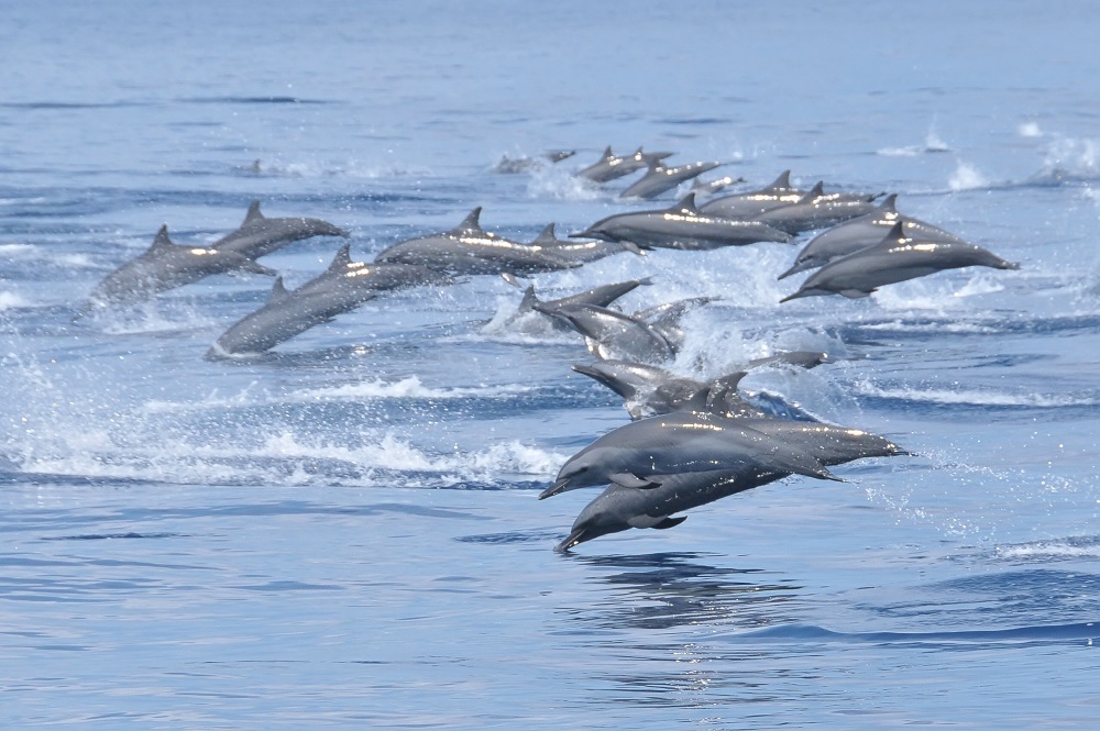 Sri Lanka Dolphins jumping