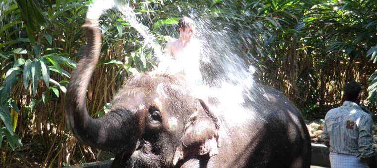 kerala douche sur un éléphant