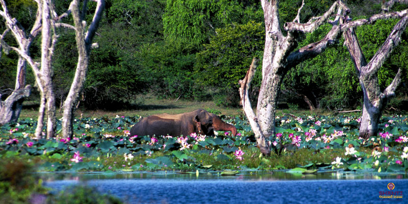 Jungle safari in Sri Lanka