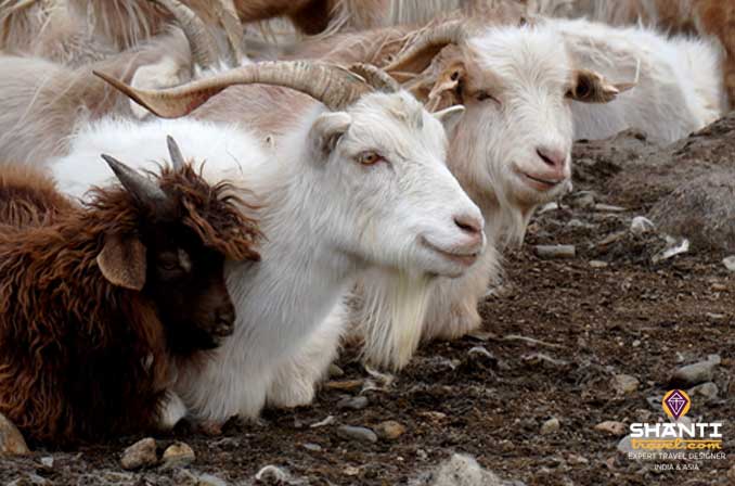 Chèvres Ladakh