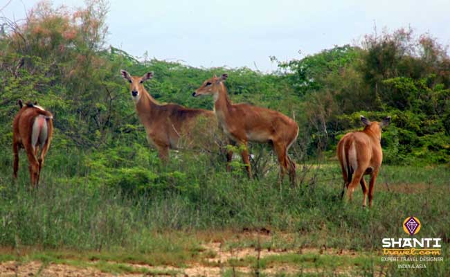 antilopes-jodhpur