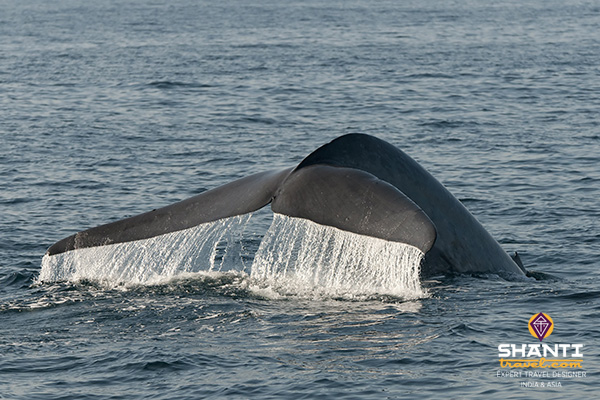 SriLanka Whalewatching Baleines