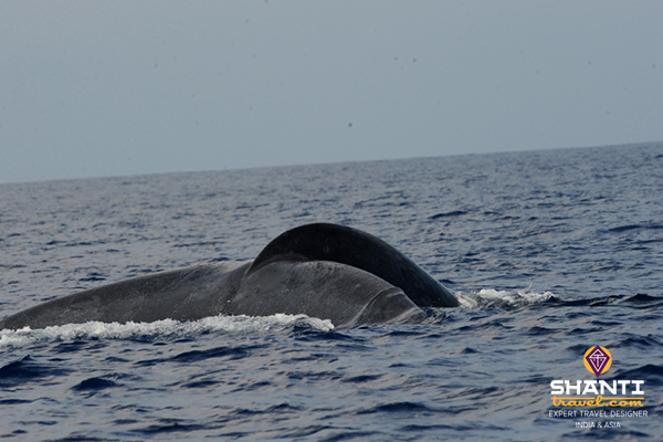 Sri_Lanka_whale_watching  Baleines