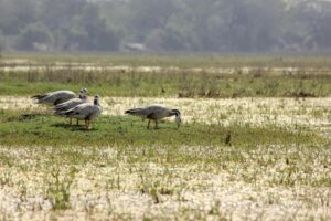 Oiseaux Barathpur